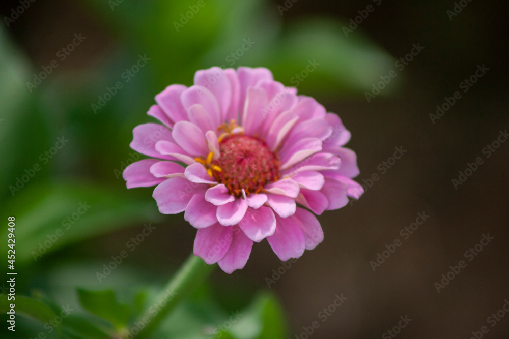 close up of pink dahlia flower close up of pink dahlia flower
