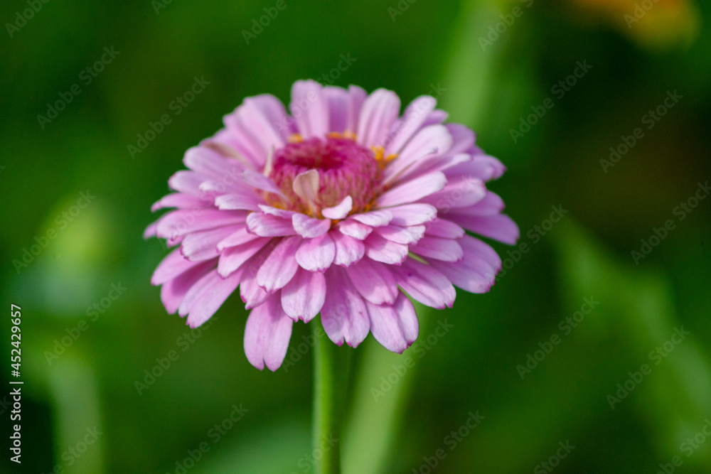 pink flower pink flower