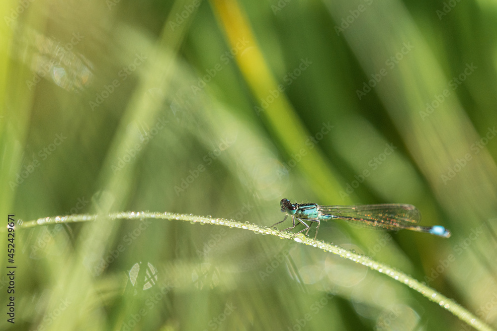 Agrion. Agrion.