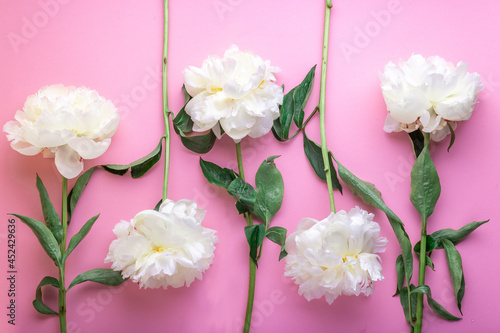 five beautiful white peonies lie on a pink background