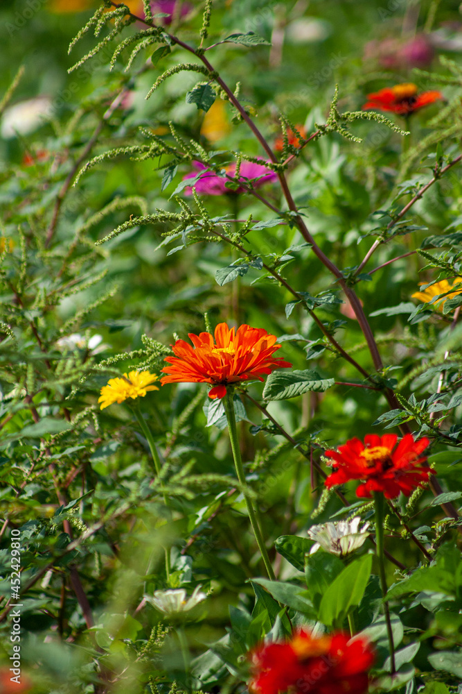 red flowers in the garden red flowers in the garden