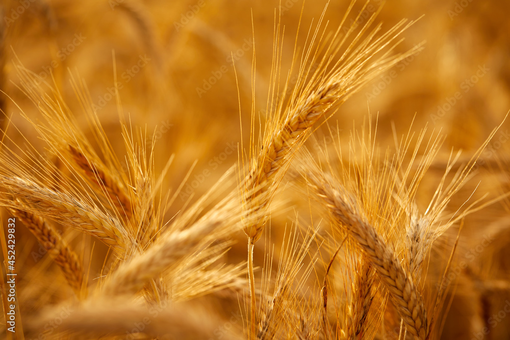 Wheat grain ear or rye ear close-up on a summer day in the field Wheat grain ear or rye ear close-up on a summer day in the field