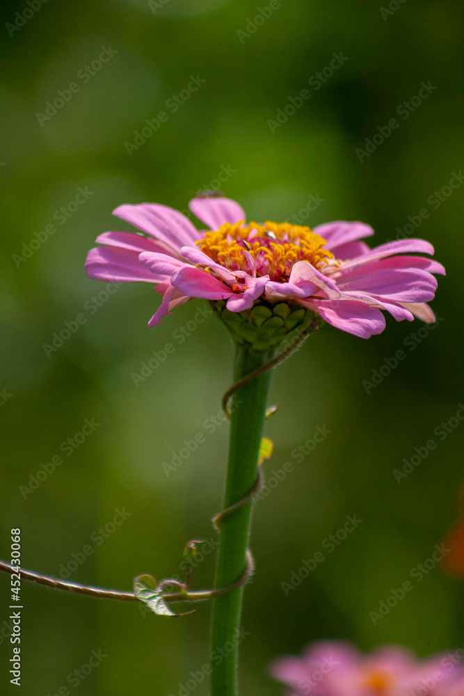 Obraz premium flower of the wild rose