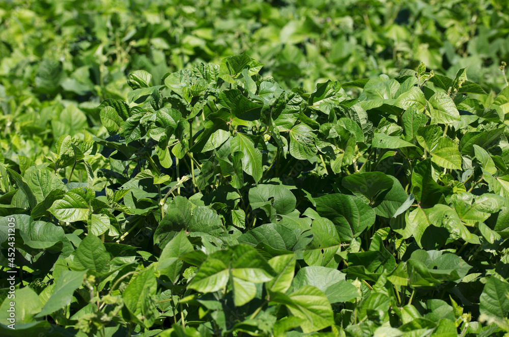 Mung bean seedlings growing vigorously in late summer and early autumn Mung bean seedlings growing vigorously in late summer and early autumn