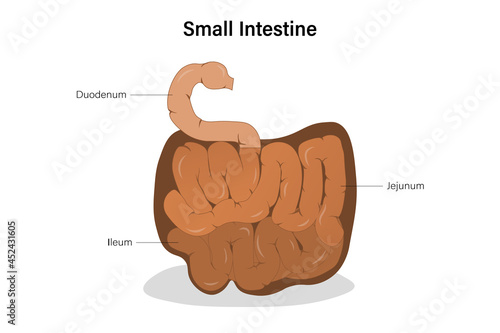 Diagram of small intestine. Human alimentary canal. Digestive organ. Medical education.