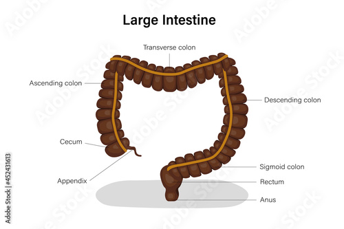 Diagram of large intestine. Human alimentary canal. Digestive organ. Medical education.