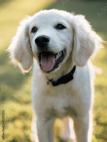 Young golden retriever dog portrait 