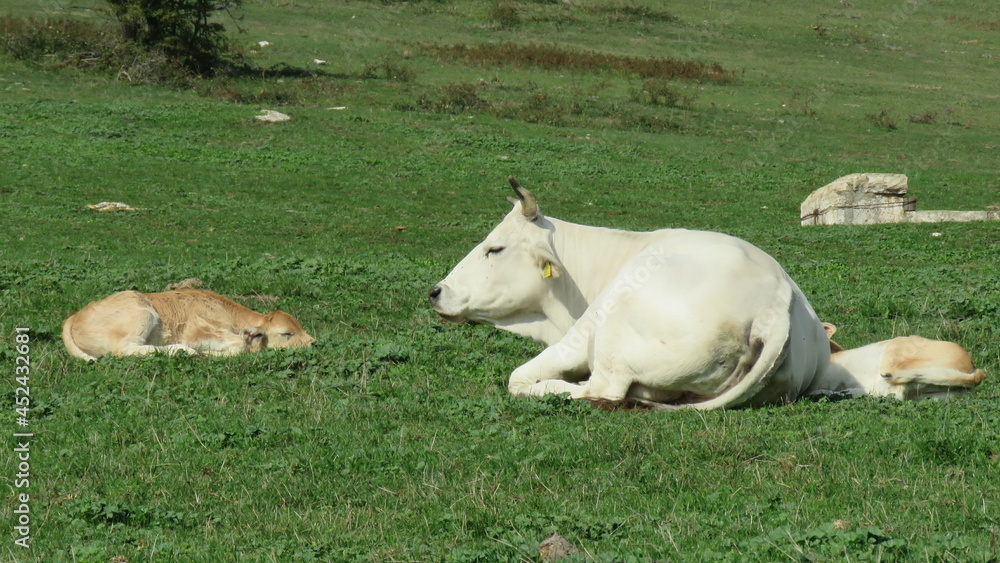 Fototapeta premium Mucche al pascolo