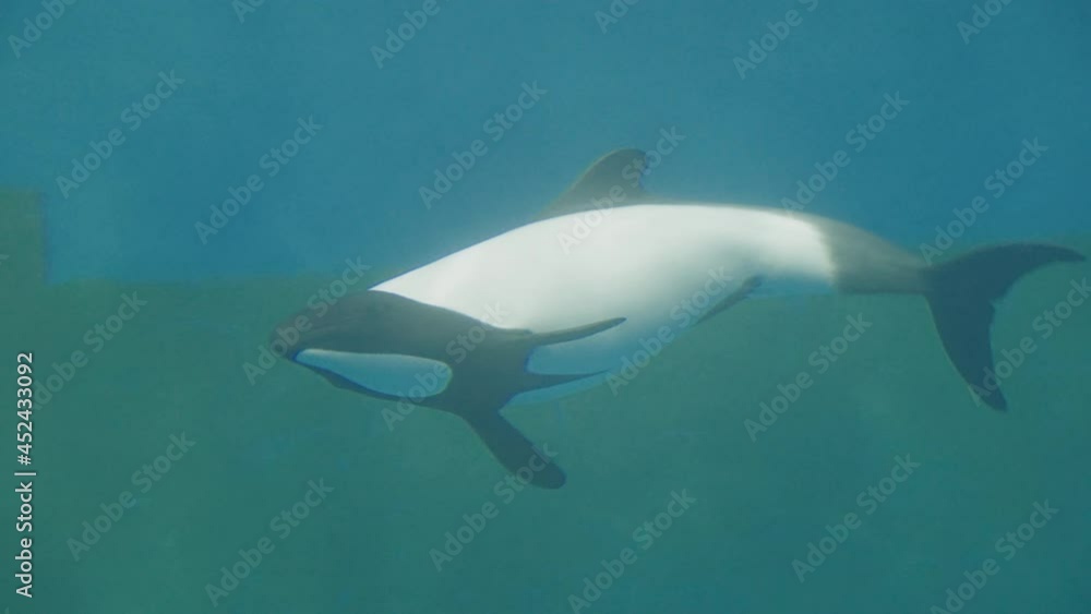 Commerson's Dolphin Swimming In An Aquarium Of Sendai Umino-Mori Aquarium In Miyagi, Japan. - close up Commerson's Dolphin Swimming In An Aquarium Of Sendai Umino-Mori Aquarium In Miyagi, Japan. - close up