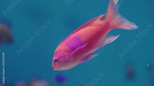 Close up Of A Squarespot Anthias Swimming In An Aquarium At Umino-Mori Aquarium In Sendai, Miyagi, Japan. photo