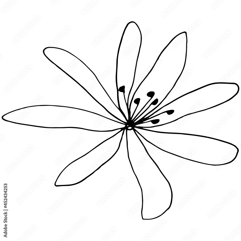 Vector image of a Clematis flower. Black outline. Hand-drawn. Design of posters, postcards, invitations, design of weddings, holidays, decor. Vector image of a Clematis flower. Black outline. Hand-drawn. Design of posters, postcards, invitations, design of weddings, holidays, decor.