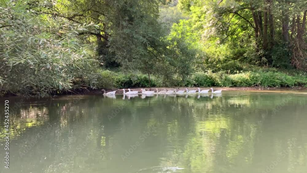 A group of gouses swimming on the river of Tauber in Germany A group of gouses swimming on the river of Tauber in Germany