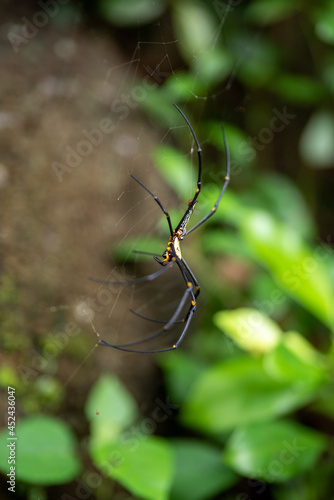 Golden Orb Spider