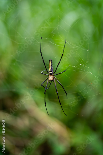 Golden Orb Spider © Tây Lai