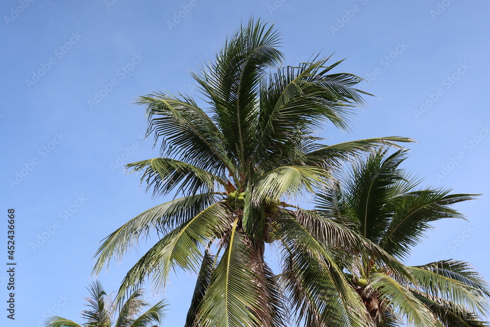 Obraz premium Palm trees soar into blue sky