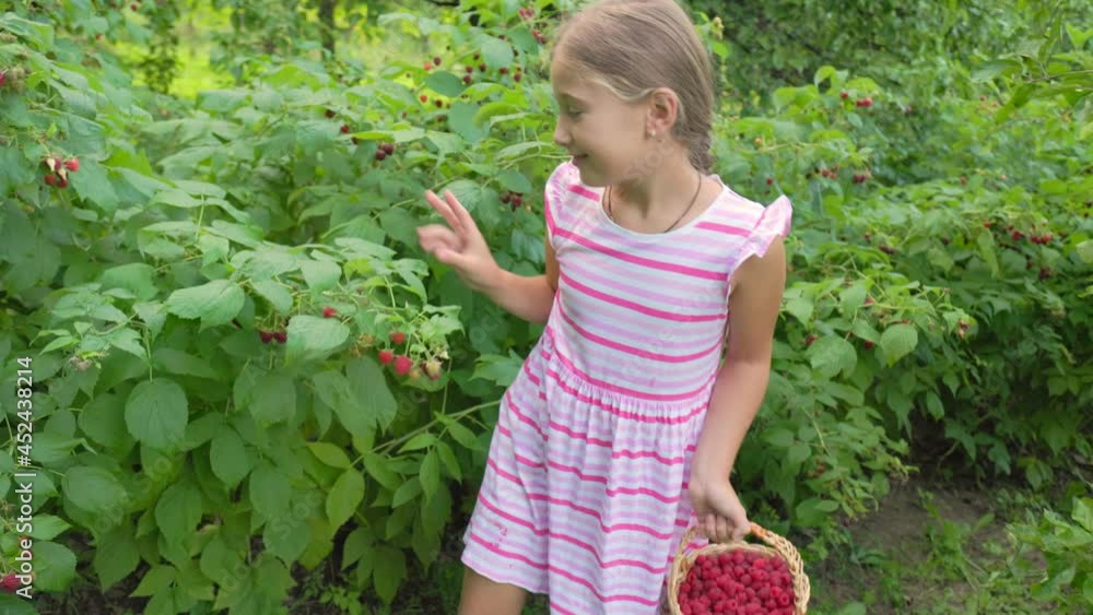 girl picks raspberries in her garden girl picks raspberries in her garden