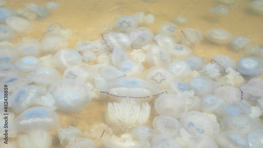 Poisonous and dead jelly fishes rolling in yellowish Black Sea waves on a sunny day Poisonous and dead jelly fishes rolling in yellowish Black Sea waves on a sunny day
