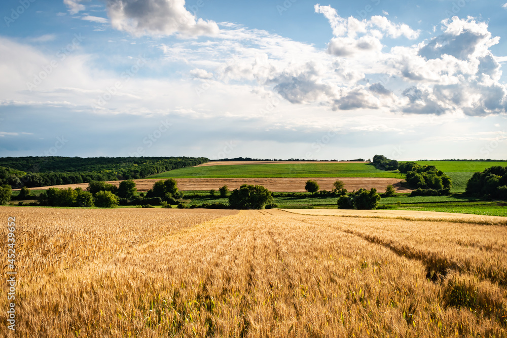 Fototapeta premium Hungarian countryside in summer