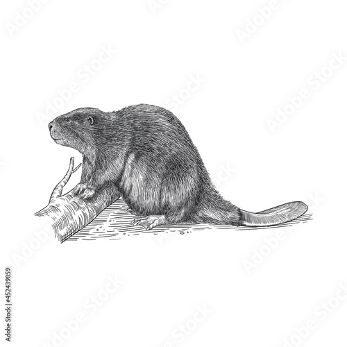 beaver wild animal hand drawing