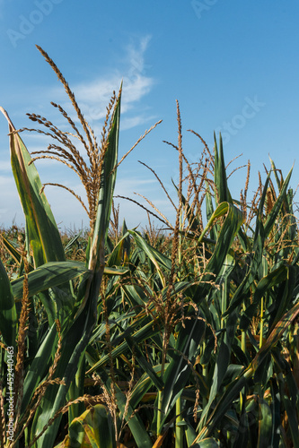 field with green corn on a sunny day