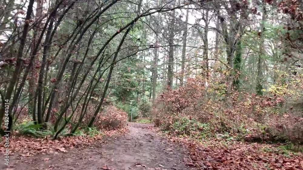 カナダのブリティッシュコロンビア州ヴィクトリアの森を歩く動画 Video of walking in the forest of Victoria, British Columbia, Canada カナダのブリティッシュコロンビア州ヴィクトリアの森を歩く動画 Video of walking in the forest of Victoria, British Columbia, Canada