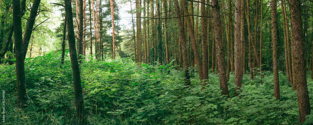 Fototapeta premium Panorama Of Summer Mixed Forest In Eastern Europe. Panoramic View