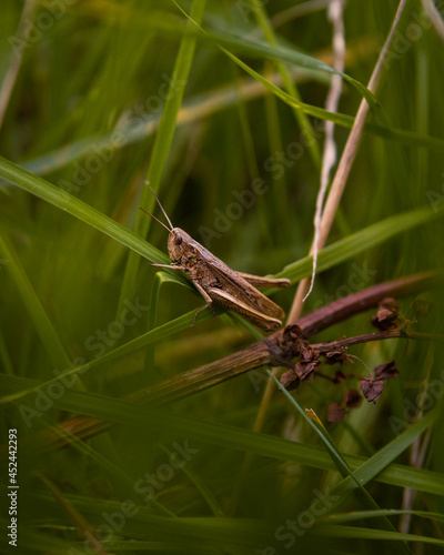Grasshopper in the green © Niclas