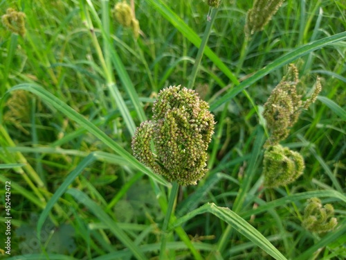 Eleusine coracana or finger millet plants. It is called Ragi and madua in India and Kodo in Nepal. It  is an annual herbaceous plant. Its widely grown as a cereal crop in the in Africa and Asia.