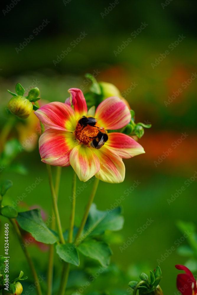 Dahlia, georginia and insect - Beautiful dahlia flower in the garden Dahlia, georginia and insect - Beautiful dahlia flower in the garden