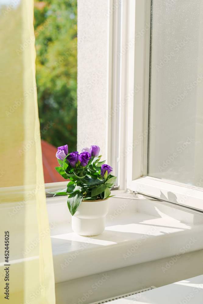 Fototapeta premium Potted flower eustoma on windowsill and open window. Natural light at sunny day. Comfort home zone. Home hobby gardening