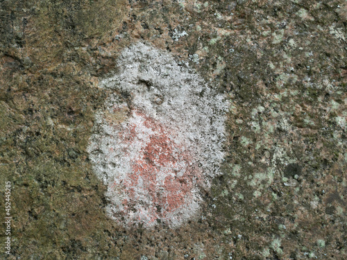 Gray and red crustose lichen growing on a rock, closeup with selective focus and copy space, at Laajasalo, in Helsinki, Finland photo