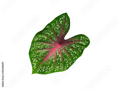 caladium bicolor leaf isolate on white background photo