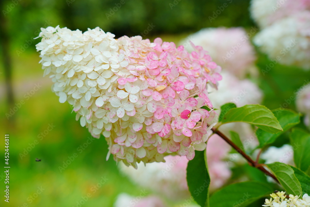 Hydrangea paniculata - Beautiful bush of hydrangea flowers in a garden.- a genus of shrubs from the hydrangea family Hydrangea paniculata - Beautiful bush of hydrangea flowers in a garden.- a genus of shrubs from the hydrangea family