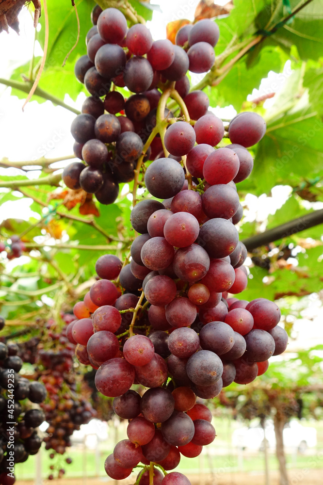 Red ripe grapes in the garden 