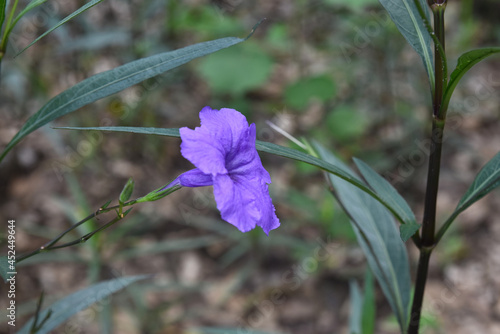 Purple flower, Domincan Republic photo