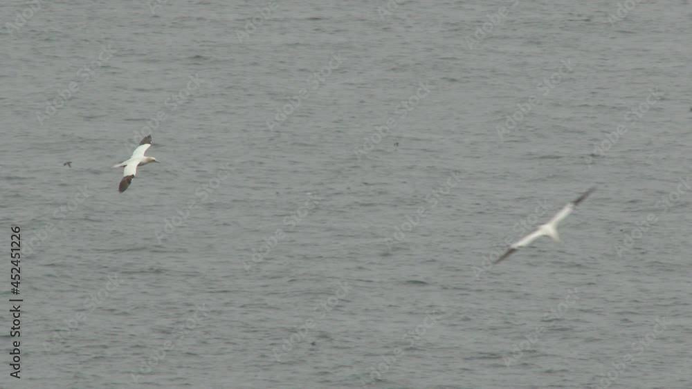 Northern Gannet (Morus bassanus)in flight above Ocean Northern Gannet (Morus bassanus)in flight above Ocean