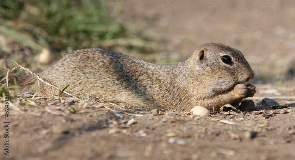 Little ground groundhog from meadows, Muran plain, Slovakia. Castle Muran in mountains Muranska planina Little ground groundhog from meadows, Muran plain, Slovakia. Castle Muran in mountains Muranska planina