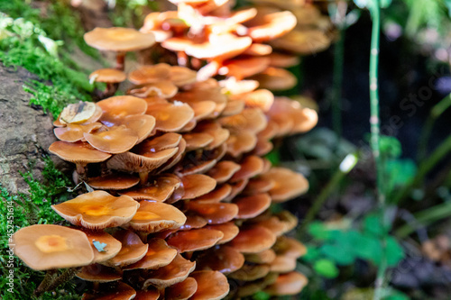Many small mushrooms on a fallen tree, in a wet forest