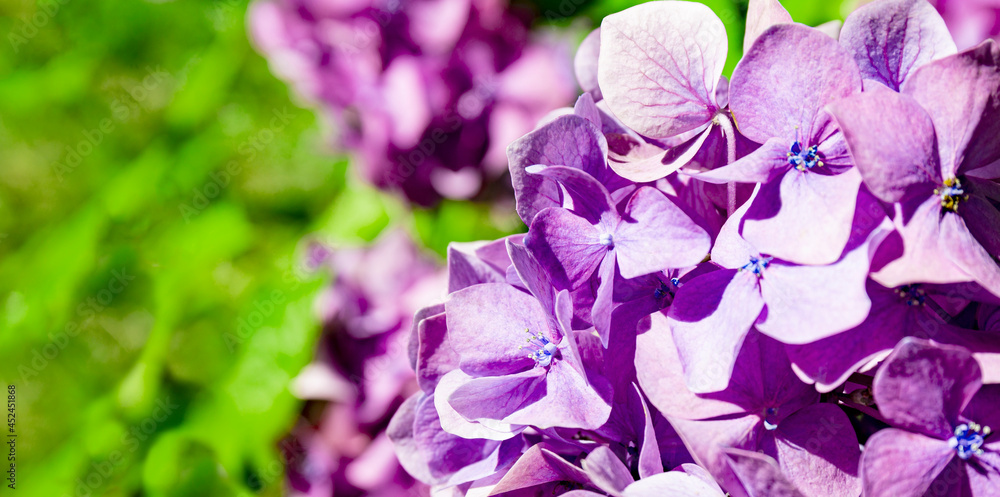 Beautiful lilac hydrangea in a summer garden close up, banner for a website with flowers Beautiful lilac hydrangea in a summer garden close up, banner for a website with flowers