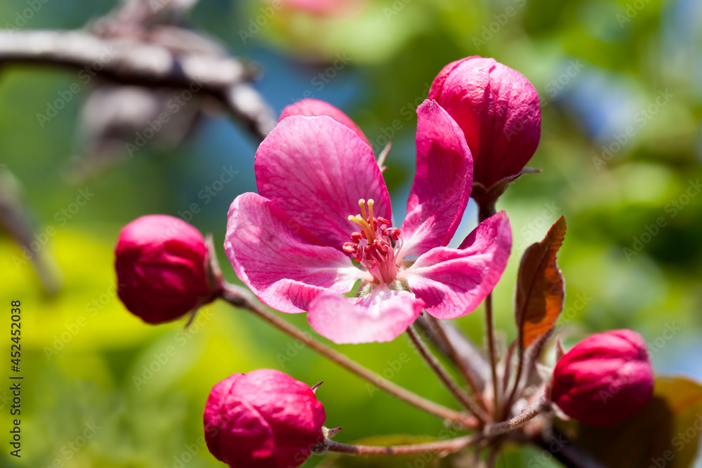 flowers are grown for landscaping flowers are grown for landscaping