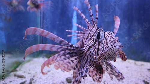 zebra fish is growing and swimming underwater world in the aquatic tank design for fantasy and elegant wildlife concept