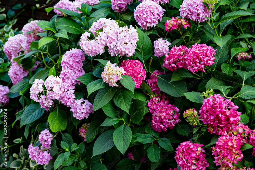 Bush with beautiful lilac and pink hydrangea in a summer park, floral background Bush with beautiful lilac and pink hydrangea in a summer park, floral background