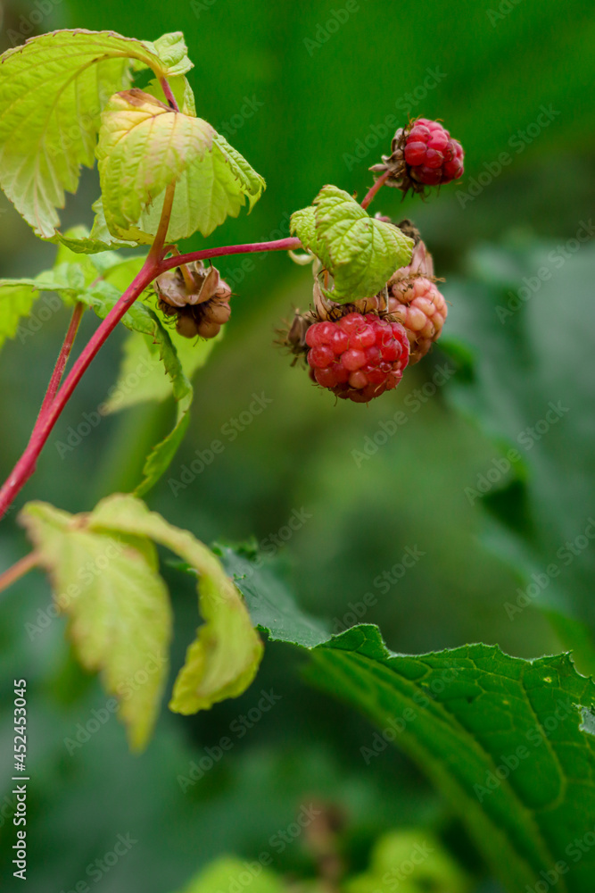 rasberry on a bush rasberry on a bush