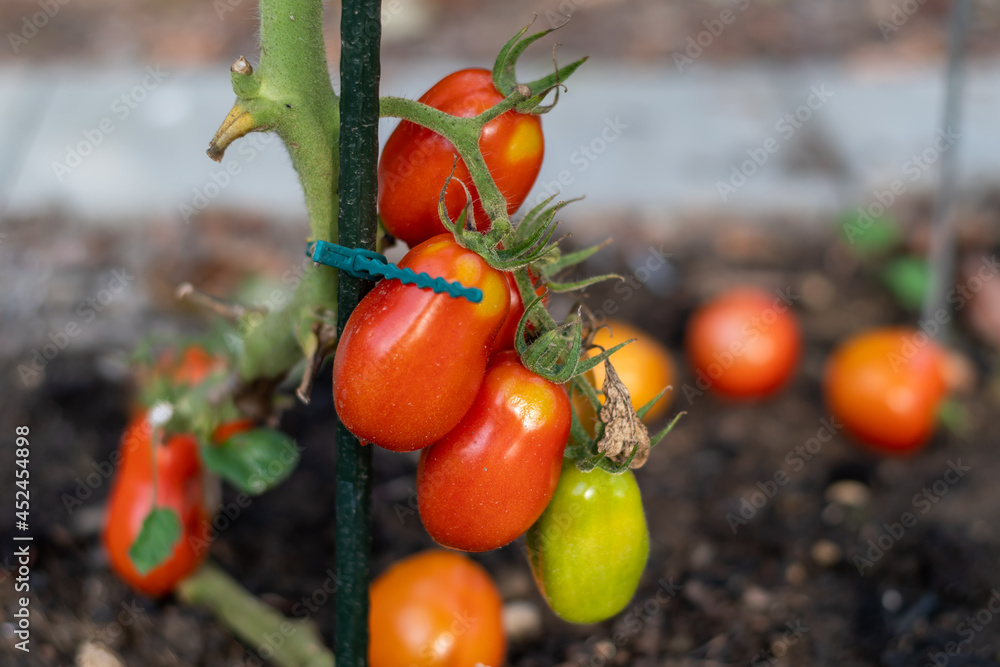 Tomaten am Strauch