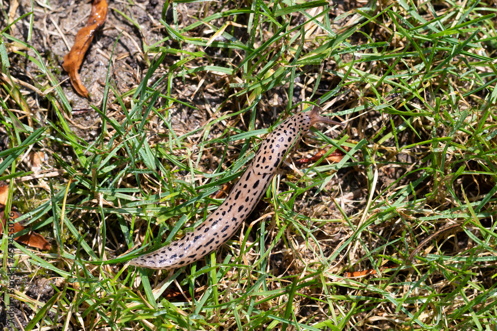 Naklejka premium Tigeschnecke