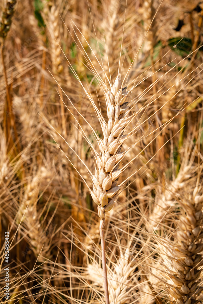 Obraz premium Wheat close up