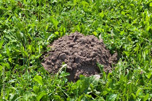 the soil dug by a mole on the territory of a field
