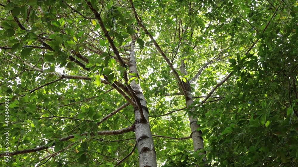 Fototapeta premium Tree with branches and fresh green leaves. Background image of a large tree in a green forest in the rainy season. Selective focus