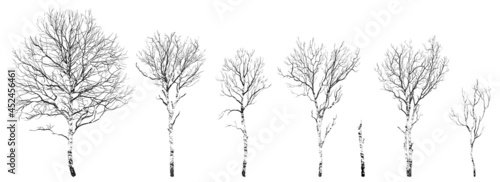set of silhouettes of trees with imitation of bark. Vector illustration, isolated objects for your design 
