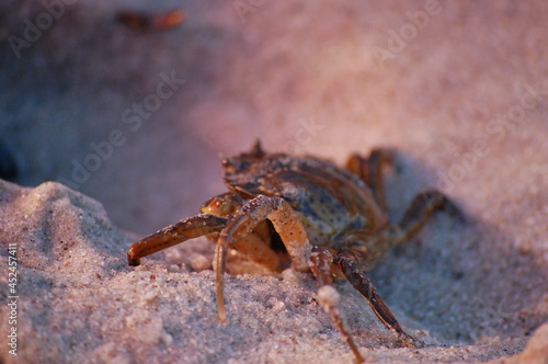 krabbe krebs photo
